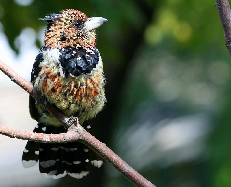 frieda 095.jpg - Kuifkophoutkapper sit en rus